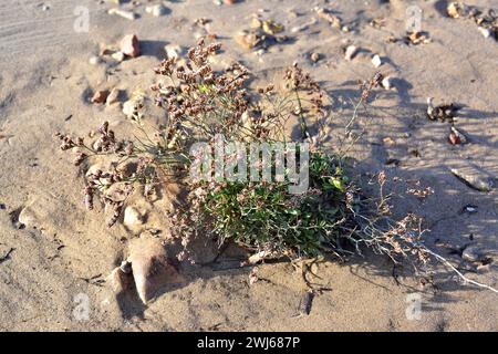 Limonium vigoï est un sous-arbuste dangereux endémique à la côte de Tarragone. Cette photo a été prise à l'Ametlla de Mar, province de Tarragone, Catalogne, Espagne. Banque D'Images