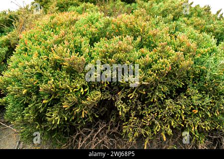 UVA de mar (Zygophyllum fontanesii ou Tetraena fontanesii) est un arbuste xérophile originaire des îles Canaries, du Cap-Vert et du nord-ouest de l'Afrique de Moro Banque D'Images