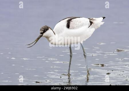 Avocet Hunting, National Trust, Brownsea Island, Dorset, Royaume-Uni Banque D'Images