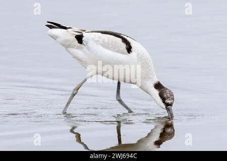 Avocet Hunting, National Trust, Brownsea Island, Dorset, Royaume-Uni Banque D'Images