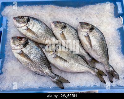 Poisson frais sur glace dans un magasin de détail à Alicante, Espagne Banque D'Images