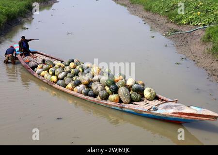 Munshiganj, Munshiganj, Bangladesh. 13 février 2024. Les ouvriers prennent des citrouilles géantes sucrées produites à Arial Beel, Munshiganj du champ au marché pour la vente. Les citrouilles douces d'Arial Beel sont célèbres pour leur taille. Chaque citrouille pèse entre 20 et 200 kg. Nulle part ailleurs au Bangladesh il n'a été possible de produire des citrouilles d'une telle taille. Les agriculteurs vendent des citrouilles à 25 TK (25 $) le kg. Ces citrouilles sucrées sont également exportées à l'étranger. (Crédit image : © Syed Mahabubul Kader/ZUMA Press Wire) USAGE ÉDITORIAL SEULEMENT! Non destiné à UN USAGE commercial ! Banque D'Images