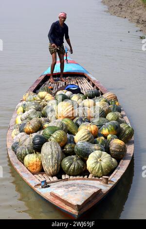 Munshiganj, Munshiganj, Bangladesh. 13 février 2024. Les ouvriers prennent des citrouilles géantes sucrées produites à Arial Beel, Munshiganj du champ au marché pour la vente. Les citrouilles douces d'Arial Beel sont célèbres pour leur taille. Chaque citrouille pèse entre 20 et 200 kg. Nulle part ailleurs au Bangladesh il n'a été possible de produire des citrouilles d'une telle taille. Les agriculteurs vendent des citrouilles à 25 TK (25 $) le kg. Ces citrouilles sucrées sont également exportées à l'étranger. (Crédit image : © Syed Mahabubul Kader/ZUMA Press Wire) USAGE ÉDITORIAL SEULEMENT! Non destiné à UN USAGE commercial ! Banque D'Images