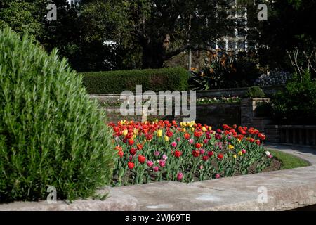Un pensionnaire de tulipes en fleurs autour de la fontaine Cupidon et sur les terrasses montantes des jardins botaniques royaux de Sydney, Australie Banque D'Images