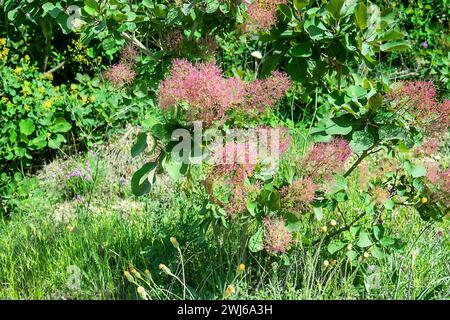 Barbe d'Aaron (Cotinus coggygria) cultivée en Crimée au plus tard en 1650. Les plantations de Scumpia ont une valeur de protection des sols et d'anti-érosion (ceintures forestières Banque D'Images