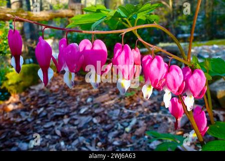 Une belle Dicentra fleurit dans le sol terreux Banque D'Images