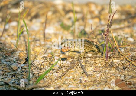 Le crapaud variable (Bufo viridis) chasse les petits insectes dans les dunes des steppes. L'amphibien attrapa un insecte et l'avale. Arabatskaya strelka. Mer d'Azov Banque D'Images