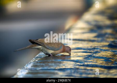 Tourterelle sénégalaise (Streptopelia senegalensis) à Abu Dhabi. Point d'arrosage de la fontaine de la ville Banque D'Images