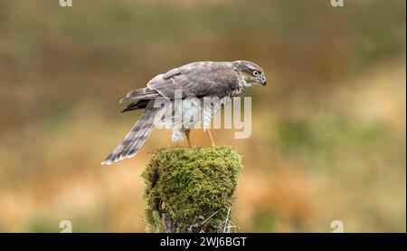 Sparrowhawk, homme, perché sur un arbre couvert de mousse dans une forêt au royaume-uni au printemps Banque D'Images