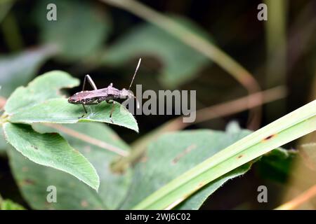 Un coléoptère assassin gris ou un coléoptère prédateur se cache parmi les feuilles. Banque D'Images