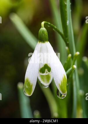 Fleur blanche à pointe verte de la variété de gouttes de neige commune à floraison hivernale, Galanthus nivalis 'Warei' Banque D'Images