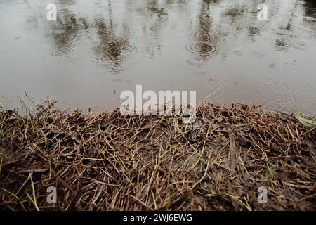 herbe morte jaunie au bord du lac Banque D'Images