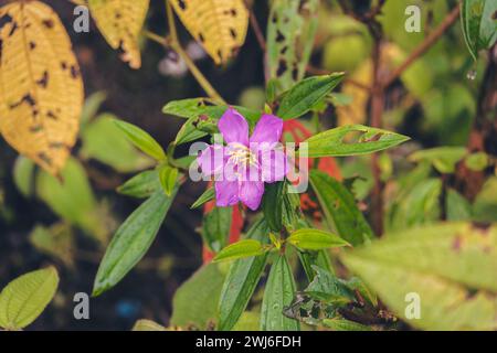 Melastoma malabathricum belles plantes avec des nuances naturelles Banque D'Images