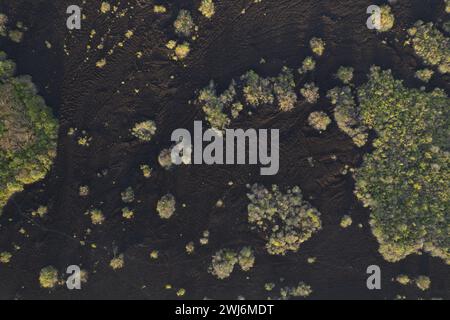 Petit champ de roches de lave noires avec plantes vertes vue aérienne drone Banque D'Images