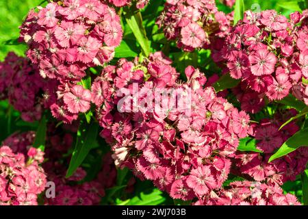 Fleur rouge avec grande inflorescence et couleur vive de fleurs veloutées, foyer sélectif Banque D'Images