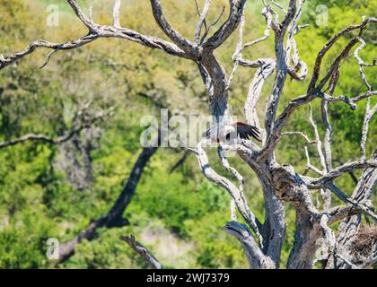 Parc national African Fish Eagle Kruger Banque D'Images