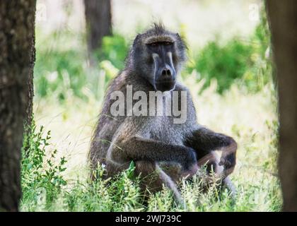 Babouin Monkeys Kruger National Park Banque D'Images