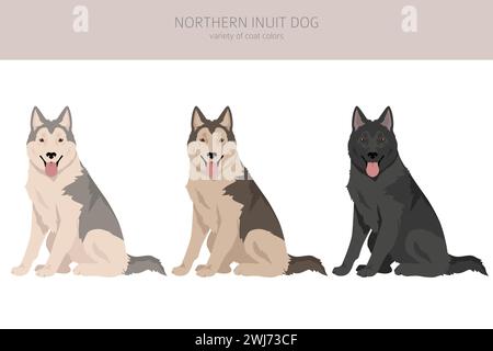 Falaise de chien inuit du Nord. Ensemble de couleurs de pelage ; infographie sur les caractéristiques de toutes les races de chiens. Illustration vectorielle Illustration de Vecteur