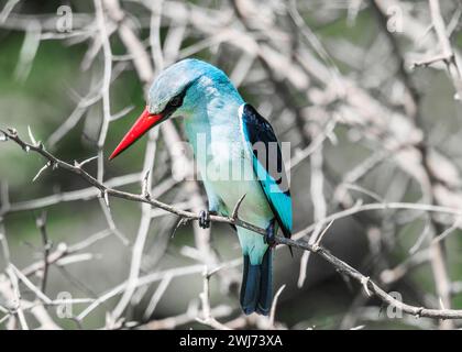 Parc national Woodland Kingfisher Kruger Banque D'Images