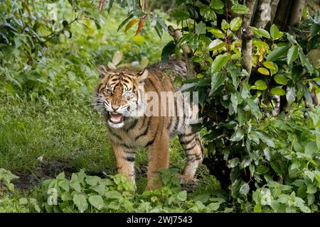 Grognement du petit tigre de Sumatra Banque D'Images