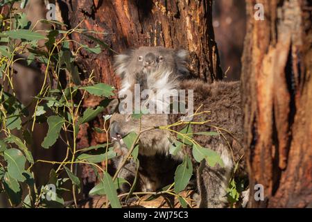 Un koala moelleux joey (Phascolarctos cinereus), sa mère à proximité, garde une montre aux yeux larges d'un arbre. Banque D'Images
