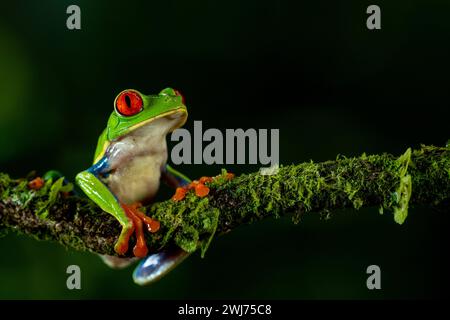 Grenouille arboricole aux yeux rouges (Agalychnis callidryas) Costa Rica - photo de stock Banque D'Images