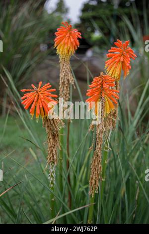 Tritoma (Kniphofia uvaria) couvrir avec des gouttes de rosée. Banque D'Images