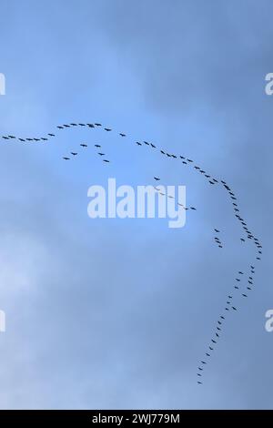 Grues communes ( Grus grus ), énorme troupeau en vol haut dans le ciel, migration d'oiseaux, faune, Europe. Banque D'Images