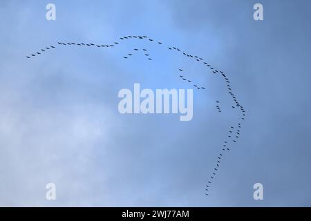 Grues communes ( Grus grus ), énorme troupeau en vol haut dans le ciel, migration d'oiseaux, faune, Europe. Banque D'Images