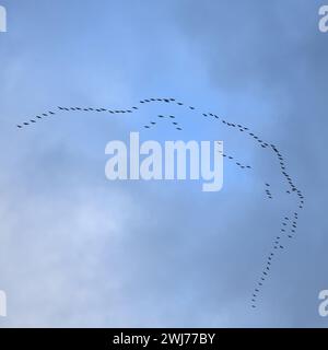 Grues communes ( Grus grus ), énorme troupeau en vol haut dans le ciel, migration d'oiseaux, faune, Europe. Banque D'Images