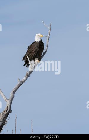 Aigle à tête blanche ( Haliaeetus leucocephalus ), perché dans un cotonnier, plan détaillé, vallée de Yellowstone, Montana, États-Unis. Banque D'Images