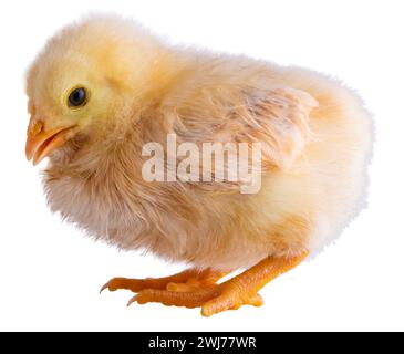 Buff Orpington poulet poussin qui est or brillant et jaune isolé. Banque D'Images