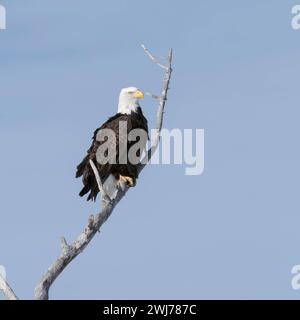 Weißkopfseeadler Haliaeetus leucocephalus , Altvogel, Wappenvogel der USA, sitzt BEI schönstem Wetter hoch oben in einer Pappel, Wildlife, Yellowstone Valley, Montana, USA. *** Aigle à tête blanche Haliaeetus leucocephalus, perché dans un cotonnier, plan détaillé, vallée de Yellowstone, Montana, États-Unis. Wyoming Nordamerika, Vereinigte Staaten von Amerika Banque D'Images