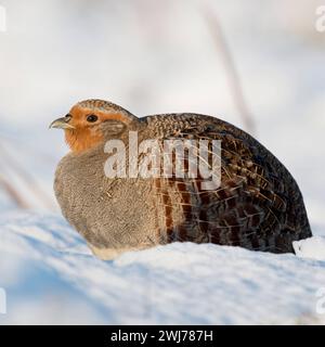 Rebhuhn Perdix perdix sitzt aufgeplustert im frisch gefallenen Schnee in der sonne, genießt die wärmenden Sonnenstrahlen, an einem sonnigen Wintermorgen, heimische Tierwelt, seltene Beobachtung Wildlife Europa. Perdrix perdix grise, adulte, assis dans la neige fraîche tombée, un matin ensoleillé d'hiver, faune, Europe. Nordrhein-Westfalen Deutschland, Westeuropa Banque D'Images