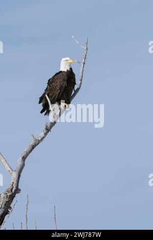 Weißkopfseeadler Haliaeetus leucocephalus , Altvogel, Wappenvogel der USA, sitzt BEI schönstem Wetter hoch oben in einer Pappel, Wildlife, Yellowstone Valley, Montana, USA. *** Aigle à tête blanche Haliaeetus leucocephalus, perché dans un cotonnier, plan détaillé, vallée de Yellowstone, Montana, États-Unis. Wyoming Nordamerika, Vereinigte Staaten von Amerika Banque D'Images