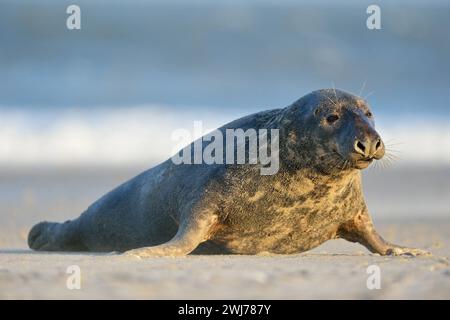 Kegelrobbe Halichoerus grypus , Starker bulle, männliche Kegelrobbe robbt über den Strand der Helgoländer Düne, heimische Tierwelt, Wildlife Europa. *** Phoque gris Halichoerus grypus , taureau fort, mâle, rampant sur la plage, faune, Europe. Schleswig-Holstein Deutschland, Europe Banque D'Images