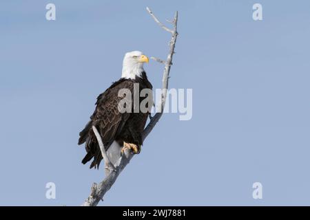 Weißkopfseeadler Haliaeetus leucocephalus , Altvogel, Wappenvogel der USA, sitzt BEI schönstem Wetter hoch oben in einer Pappel, Wildlife, Yellowstone Valley, Montana, USA. *** Aigle à tête blanche Haliaeetus leucocephalus, perché dans un cotonnier, plan détaillé, vallée de Yellowstone, Montana, États-Unis. Wyoming Nordamerika, Vereinigte Staaten von Amerika Banque D'Images