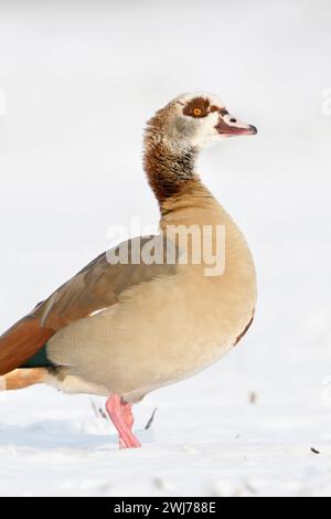 Nilgans Alopochen aegyptiacus im Winter am Niederrhein, im Schnee steht auf frisch verschneitem Ackerland, envahissant Tierart, Neozoon, heimische Tierwelt, faune, Europa. *** OIE égyptienne Alopochen aegyptiacus en hiver, debout sur des terres agricoles couvertes de neige fraîche tombée, regarder, semble fier, la faune, l'Europe. Rhénanie-du-Nord-Westphalie, Rhénanie-du-Nord, Allemagne, Europe Banque D'Images