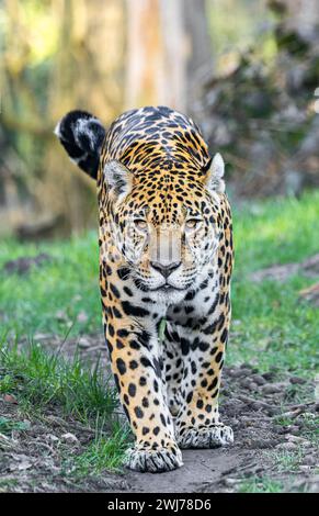 Vue frontale rapprochée d'un Jaguar marchant (Panthera ONCA) Banque D'Images