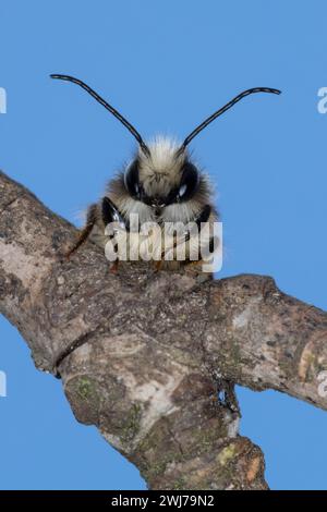 Rote Mauerbiene, Rostrante Mauerbiene, Mauerbiene, Mauer-Biene, Männchen, Osmia bicornis, Osmia rufa, abeille rouge, abeille maçon, homme, l'osmie rousse, M. Banque D'Images