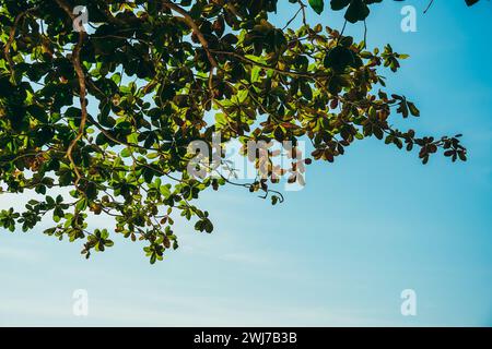 Terminalia catappa noms communs Country-Almond, tropical-Almond. Avec des feuilles vertes fraîches vues de sous l'arbre dans le jardin, feuilles vertes sur un b. Banque D'Images