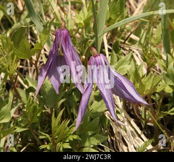 Montagne rocheuse Clematis (Clematis columbiana) fleur sauvage violette dans les montagnes Beartooth, Montana Banque D'Images