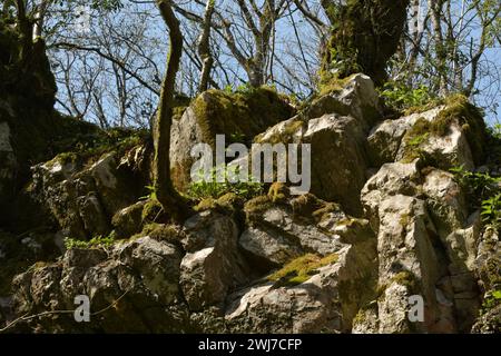 Arbres poussant dans la roche sur le bord supérieur d'une ancienne carrière sur les collines de Mendip dans le Somerset Banque D'Images