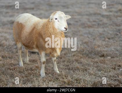 Bélier de mouton Katahdin de couleur brun rougeâtre sur pâturage rotatif en Caroline du Nord. Banque D'Images