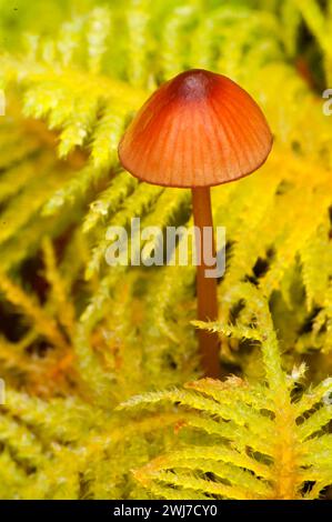 Mushroom in Moss, zone de loisirs panoramique d'Opal Creek, forêt nationale de Willamette, Oregon Banque D'Images