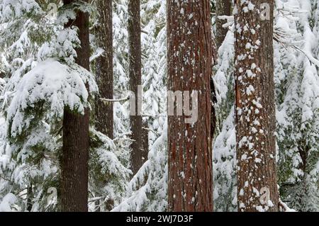 En hiver, des forêts anciennes Mt Jefferson Wilderness, forêt nationale de Willamette, Oregon Banque D'Images