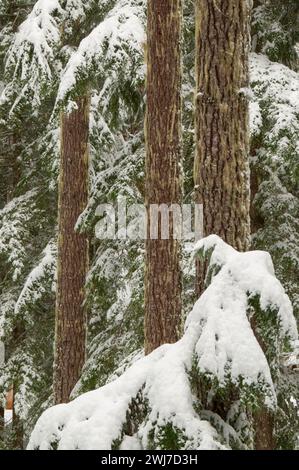 En hiver, des forêts anciennes Mt Jefferson Wilderness, forêt nationale de Willamette, Oregon Banque D'Images
