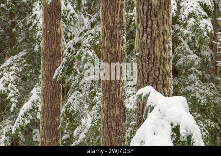 En hiver, des forêts anciennes Mt Jefferson Wilderness, forêt nationale de Willamette, Oregon Banque D'Images