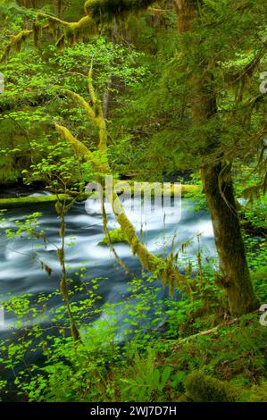 Lost Creek le long de McKenzie River National Recreation Trail, McKenzie Wild and Scenic River, McKenzie Pass-Santiam Pass National Scenic Byway, Willamett Banque D'Images