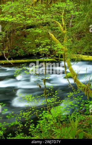 Lost Creek le long de McKenzie River National Recreation Trail, McKenzie Wild and Scenic River, McKenzie Pass-Santiam Pass National Scenic Byway, Willamett Banque D'Images